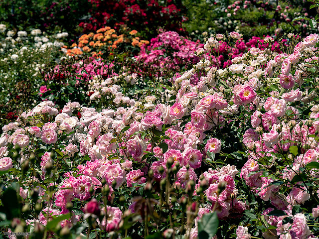 Rose garden: Ofuna Botanical Garden (Kamakura)