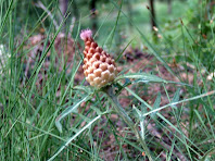 Exemplar de cerverina, cigala o pinya de Sant Joan