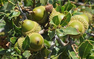 Quercus coccifera - coscoja, chaparro, chaparra, carrasquilla o carrasquizo