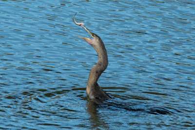 Anhinga (Anhinga anhinga)