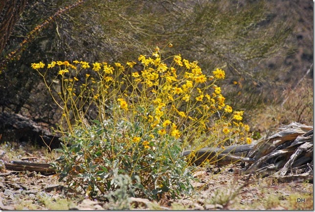 03-24-14 A Harquahala MT NBC Byway (72)