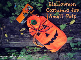 Halloween costume ideas for small pets