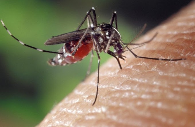 Virus West Nile, salgono i contagi in Italia: otto le vittime. Allerta in diverse regioni