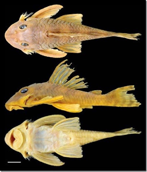 GreedoFish_Large-410x480