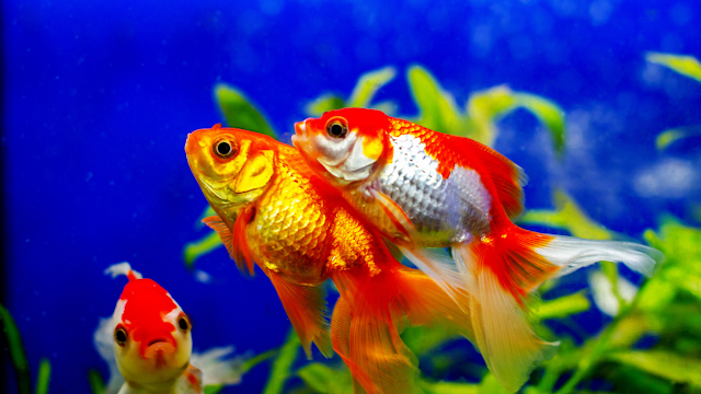 A Beginner's Guide to Setting Up a Captivating Freshwater Aquarium