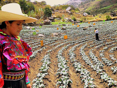 Resultado de imagen para la agricultura en la costa peru