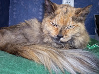 Ginger, our favorite tortoiseshell cat