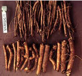 Ulmus davidiana root extract