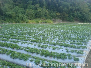 DSC00931