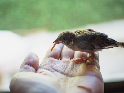 How to Care Java Sparrows