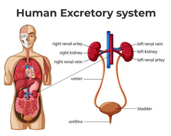 मनुष्य के अन्य उत्सर्जी अंग | Excretory Organs of Man