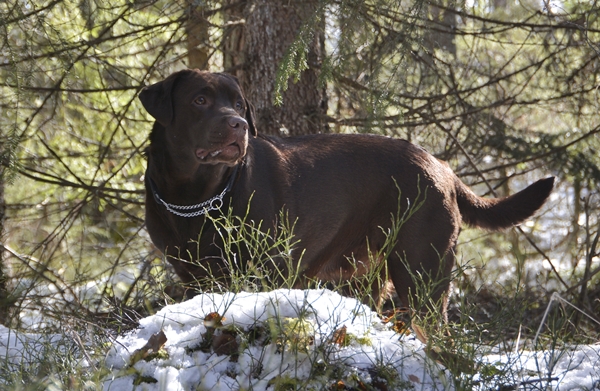 brun labrador