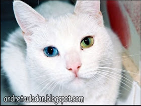 heterochromia animal