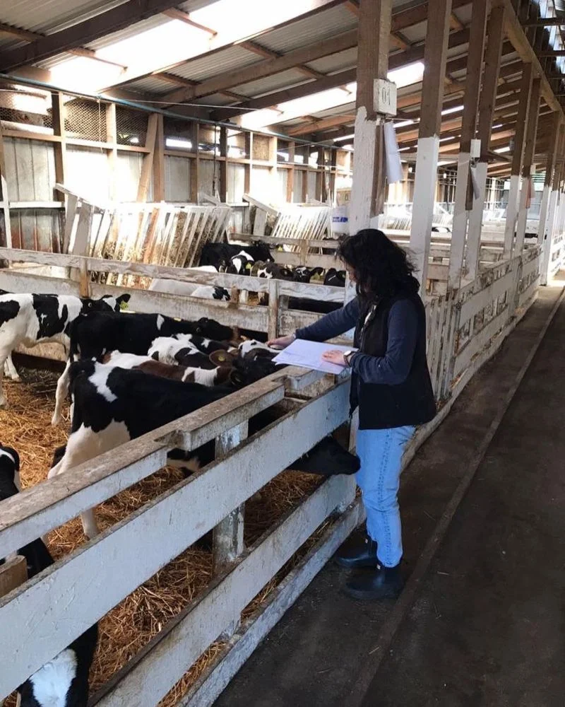 Fundo San Javier, primer auditado en Estándar de Sustentabilidad para Predios Lecheros