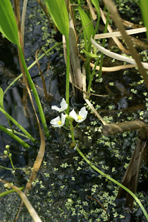 Sagittaire graminoïde - Sagittaire à feuilles de graminées - Sagittaria graminea