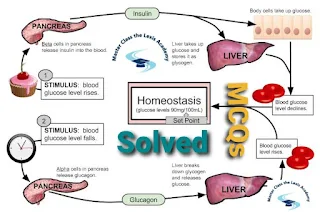 Homeostasis