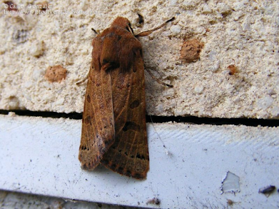 http://www.biodiversidadvirtual.org/insectarium/Omphaloscelis-lunosa-img526933.html