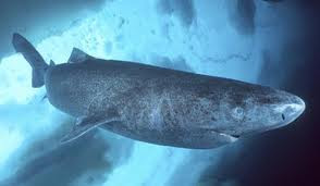 Pacific Sleeper Shark