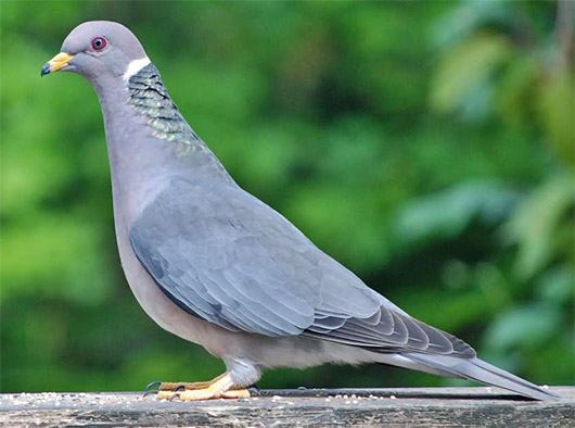 Band-tailed Pigeon Identification, All About Birds, Cornell Lab of  Ornithology