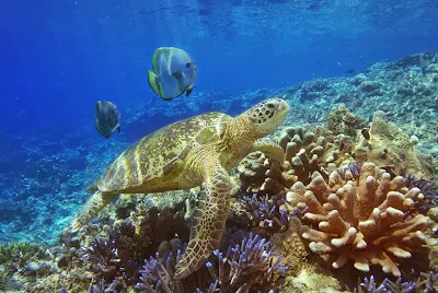 Beautiful reefs at Racha Yai and Racha Noi