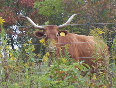 funny cows. How funny. Cows are odd