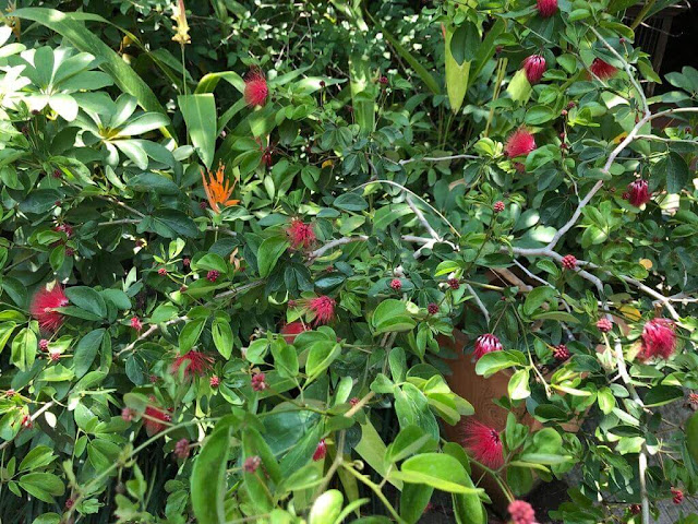 Calliandra - Esponjinha Vermelha