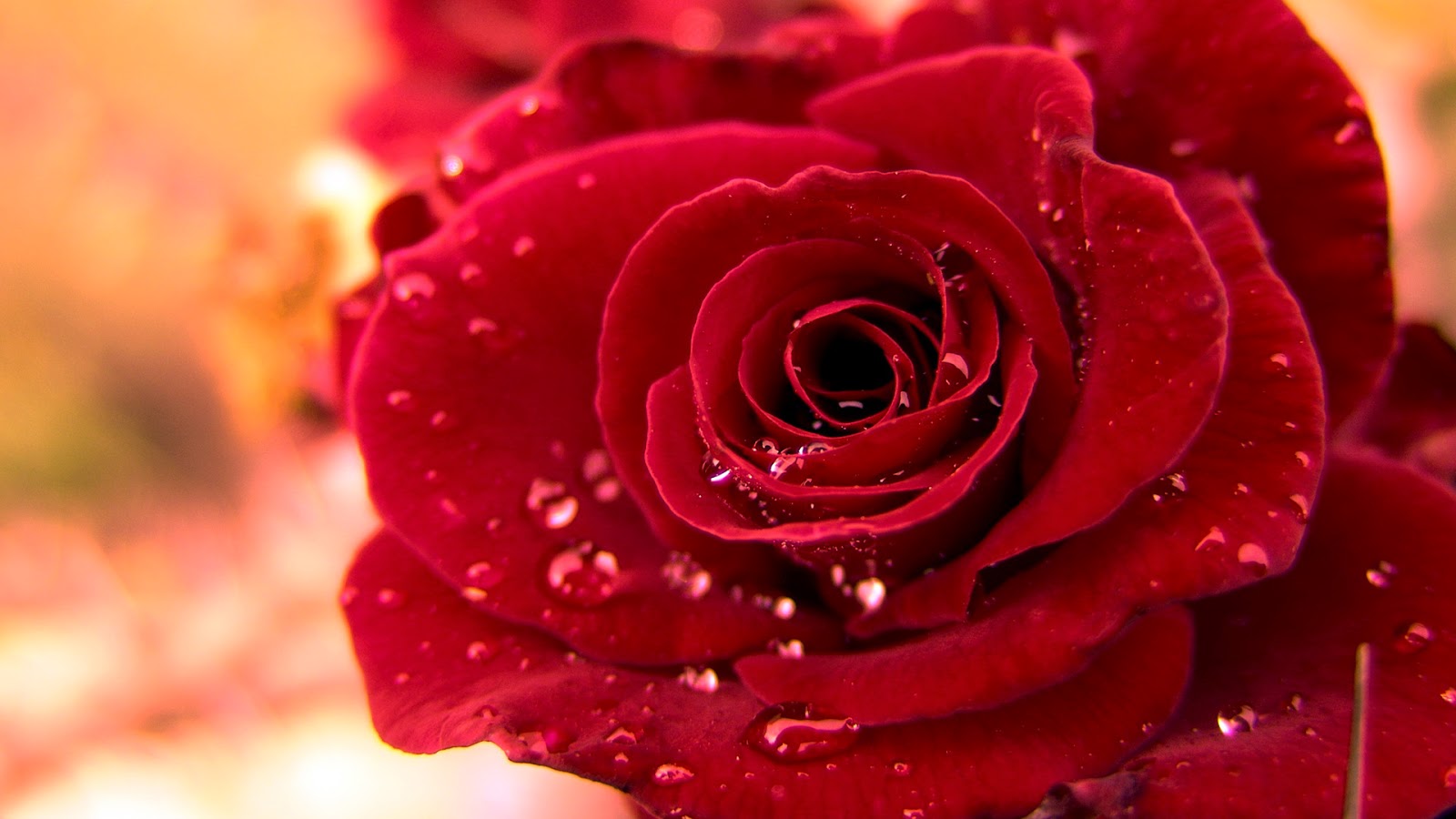 WALLPAPER ANDROID - IPHONE: Wallpaper Bunga Mawar Merah