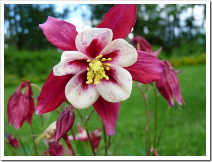 columbine