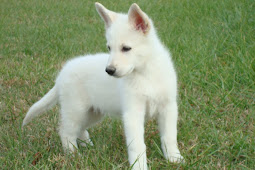 german shepherd puppies white Friends of fido, dog blog: pics of duke,
the white german shepherd pup