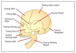 kerangka kepala