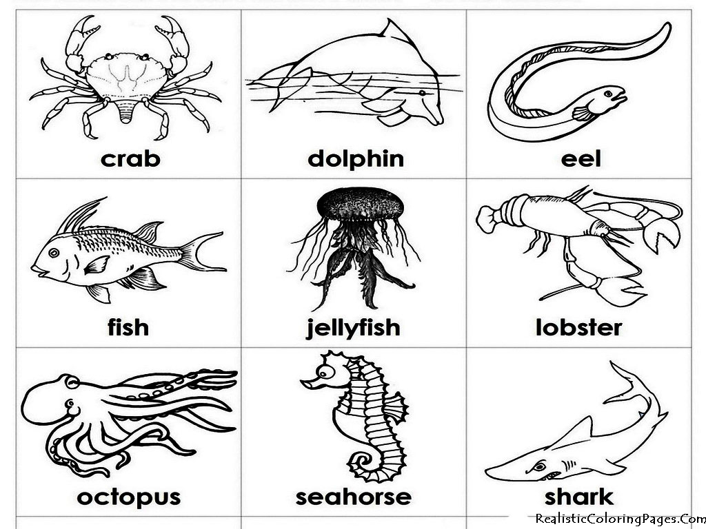 Download Ocean Animals Coloring Pages | Realistic Coloring Pages