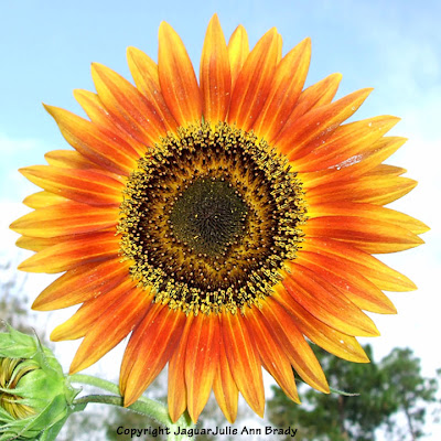 The Last Sunflower of Summer Autumn Beauty Sunflower Blossom Photographed September 19, 2013