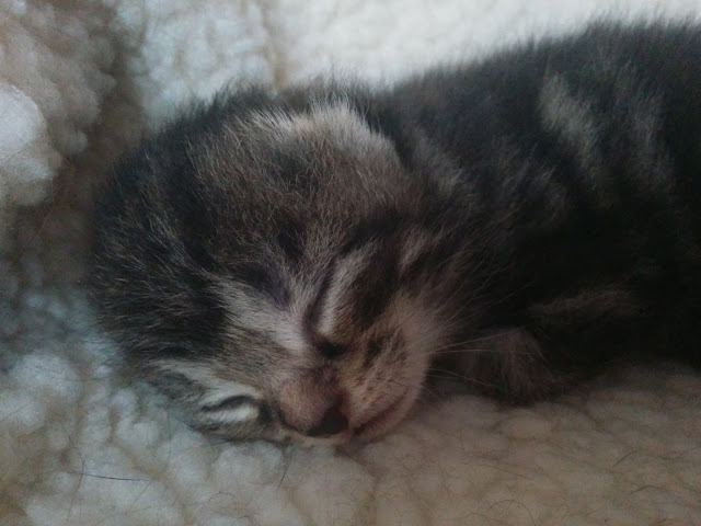 Mario Jr The Kitten 11 days old