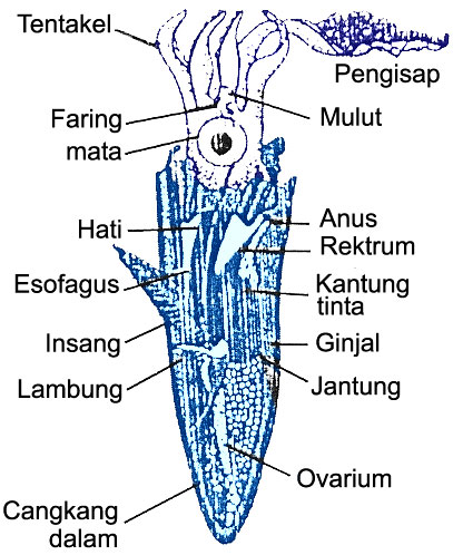 Filum Mollusca