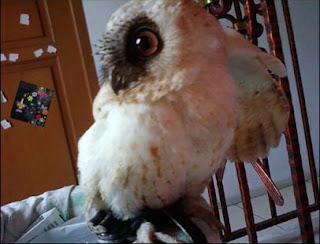 Foto Scops Owl (Albino phase)