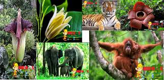 Gambar Flora Dan Fauna