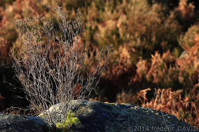 nature végétation forêt Fontainebleau Seine-et-Marne