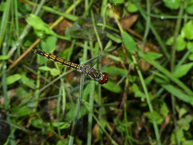 産卵に来たマユタテアカネ♀