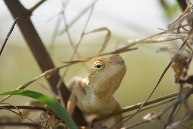 Foto-foto Londok, Binatang Reptil Yang Dikira Sama Dengan Iguana