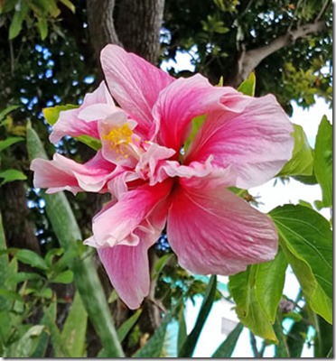 hibiscus