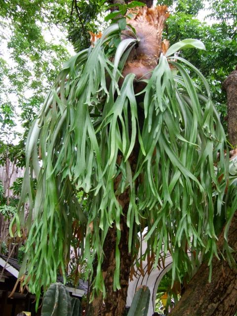 Koleksi Tanaman Hias Paku Tanduk Rusa Platycerium 