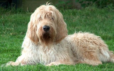 10-most-unknown-dog-breeds