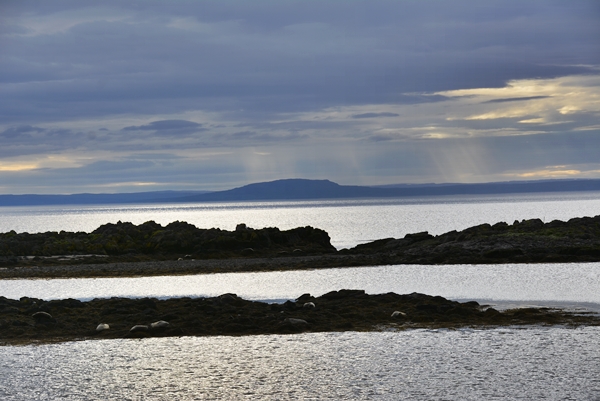 Island steinkobbe sel