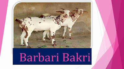 Barbari_Bakri