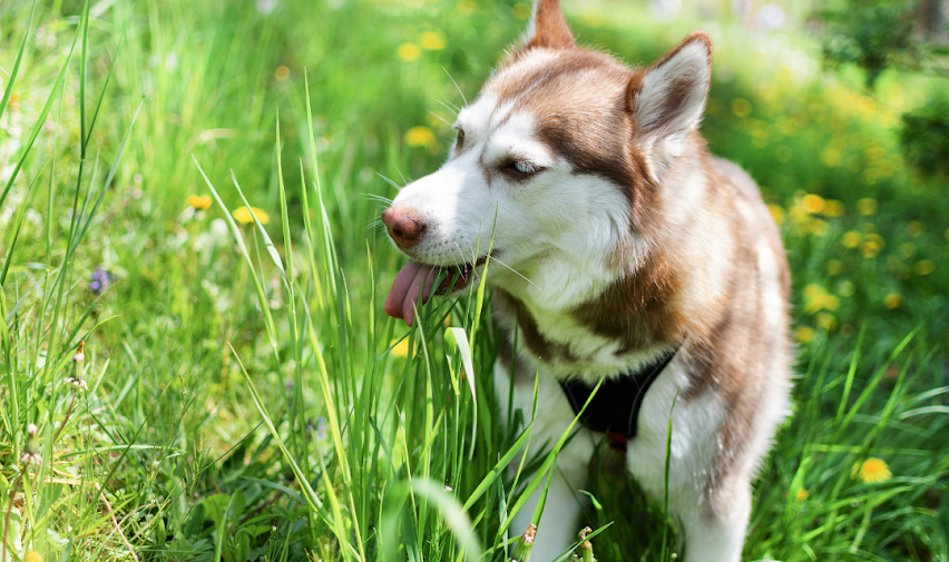 Why Would A Dog Eat Grass?