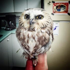 Funny animals of the week - 7 February 2014 (40 pics), owl looks suspicious