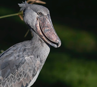 Shoebill: A Deep Dive into the Life of a Prehistoric Bird