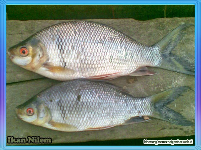  Nama  Nama  Ikan Air  Tawar