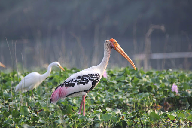 Pallikaranai Wetland Birding Bird watching in Chennai