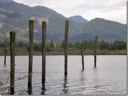Swallow activity at pilings